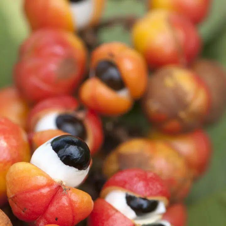 La Guarana