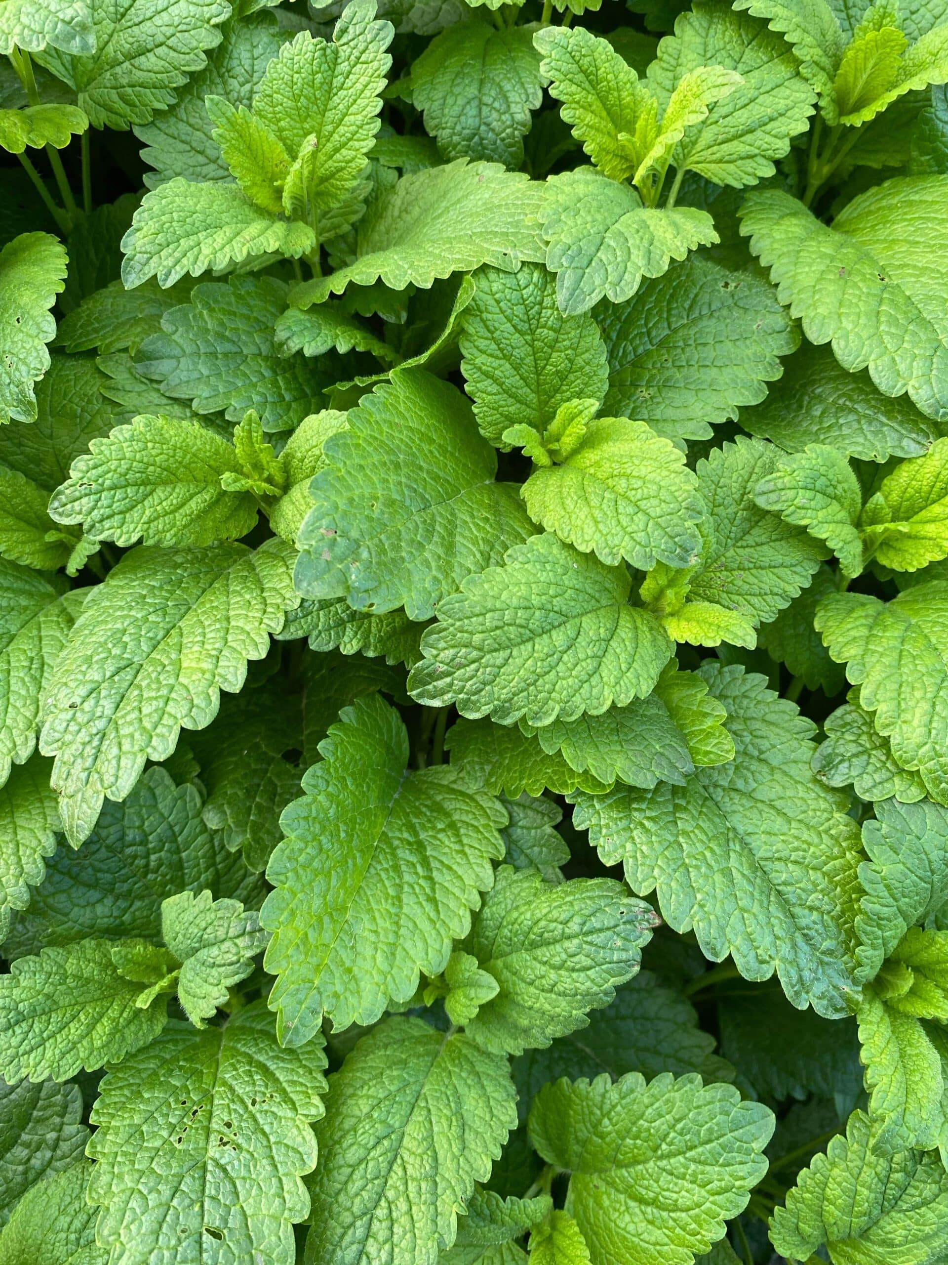 La menthe poivrée Olisma